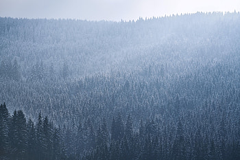 Nature, Trees, Sky, Forest, Fog, Spruce, Fir HD wallpaper