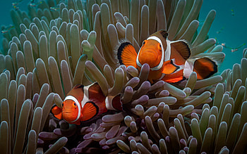 Clownfish, Underwater, World, Corals HD wallpaper