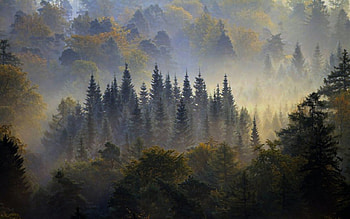 Misty Forest Morn 1, morning, art, sunup, landscape, mist, artwork, dawn, scenery, wide screen, painting, forest HD wallpaper