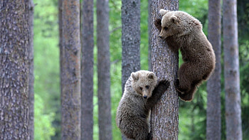 Playful bear cubs, Nature's innocence, Cute wildlife, Captivating expressions HD wallpaper