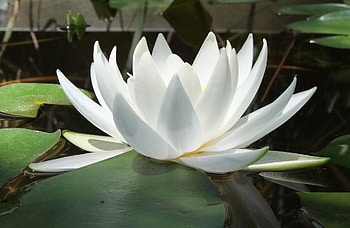 Flowers, Water, Leaves, Reflection, Smooth, Surface, Water Lily, Reflections HD wallpaper