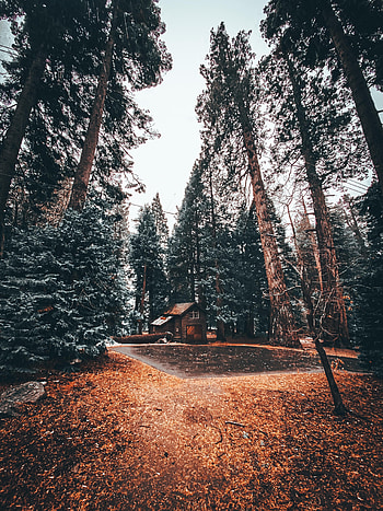 Nature, Trees, Forest, House, Loneliness, Coziness, Comfort HD phone wallpaper