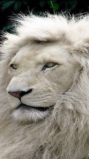 White Lion, Wild, Animal HD phone wallpaper