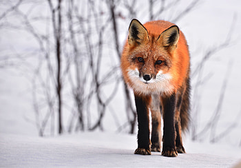 Animals, Winter, Snow, Fox, Looks, Curious HD wallpaper