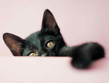 Black kitten, pisica, animal, pink, black, rachael hale, cute, cat, paw HD wallpaper