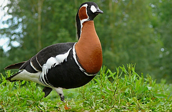 *** Wild Goose ***, zwierzeta, ptaki, ges, dzika HD wallpaper