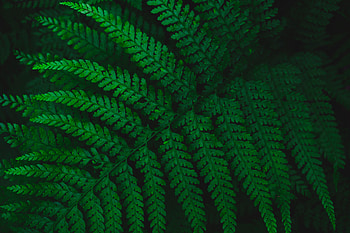 Leaves, Macro, Fern, Sheet, Leaf, Carved, Vegetation HD wallpaper