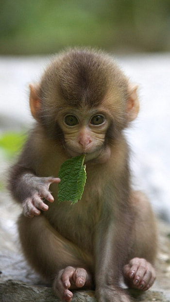 Monkey, Chimpanji Kid HD phone wallpaper