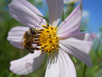 Flower, Macro, Bee, Kosmeya, Cosmos HD wallpaper