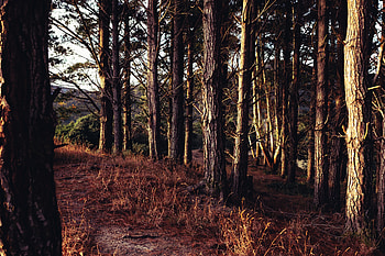 Nature, Trees, Grass, Forest, Sunlight, Sun Rays HD wallpaper