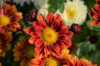 Flowers, Chrysanthemum, Flower, Petals HD wallpaper