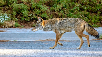 Grocery store worker, Coyote attack, Bay Area incidents, Human-wildlife conflict HD wallpaper