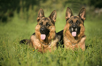 Couple, German Shepherds HD wallpaper