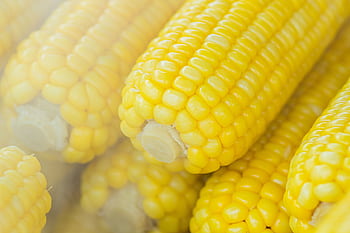 Fresh steaming corn on the cob, perfect for a healthy and nutritious meal. HD wallpaper