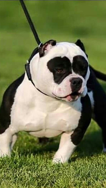 American Bully, Black And White, dog breeds HD phone wallpaper