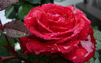 Plants, Flowers, Roses HD wallpaper