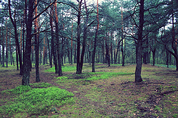 Landscape, Nature, Trees, Forest HD wallpaper