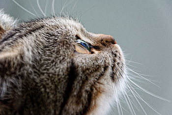 Detailed close-up of a tabby cat looking upwards, capturing its whiskers and fur texture. HD wallpaper