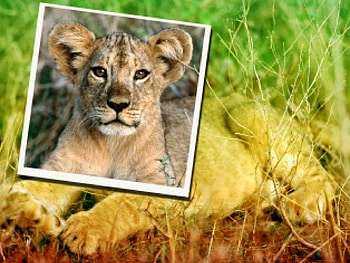 Baby Lion, nature, animals HD wallpaper