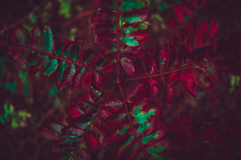 Autumn, Leaves, Plant, Macro, Carved HD wallpaper