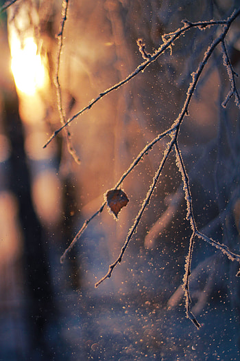 Winter, Snow, Macro, Glare, Branch, Frost, Hoarfrost, Bokeh, Boquet HD phone wallpaper
