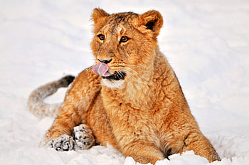 Animals, Snow, To Lie Down, Lie, Lion, Lion Cub HD wallpaper