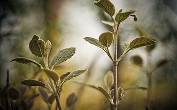 Leaves, Plant, Macro HD wallpaper