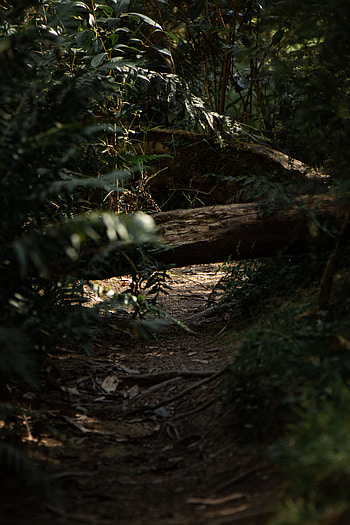 Nature, Bush, Forest, Path, Log HD phone wallpaper