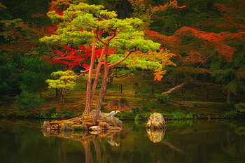 Autumn, nature, reflection, tree HD wallpaper
