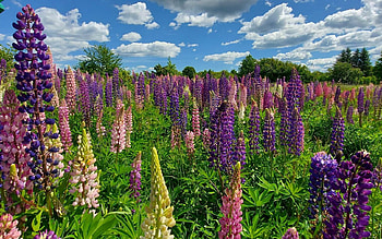 Lupines, clouds, Latvia, meadow HD wallpaper