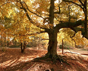 Autumn Nature , autumn, nature HD wallpaper