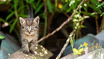 Black White Cat Kitten With Stare Look Is Standing On Wood In Blur Green Leaves Background Kitten HD wallpaper