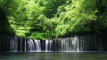 Tropical rainforest, Nature's marvel, Green paradise, que beauty HD wallpaper