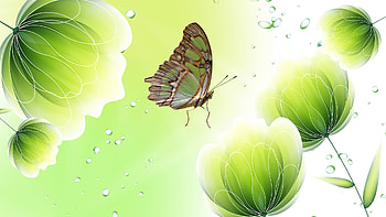 Green Shines, summer, butterfly, firefox persona, shine, bright, green, flowers, spring HD wallpaper