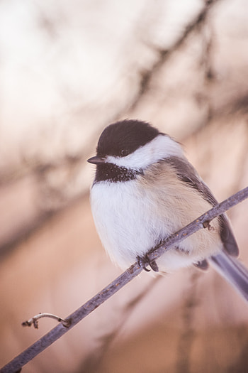 Animals, Bird, Branch, Tit, Titica HD phone wallpaper
