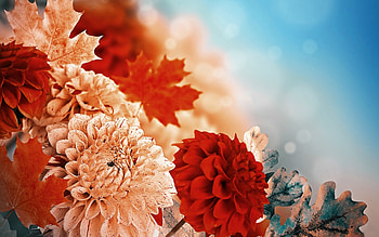 Fall Chrysanthemums, leaves, Fall, flowers, Autumn, Chrysanthemums HD wallpaper
