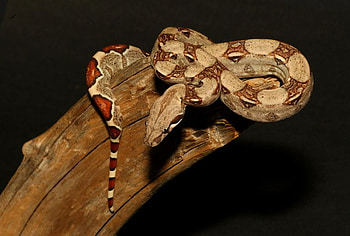 BOA, snake, brown, reptile HD wallpaper
