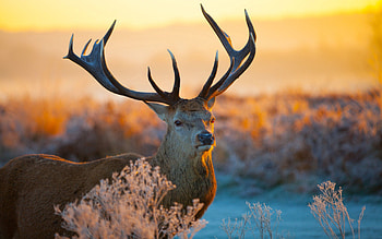 Animals, Muzzle, Branches, Sunlight, Deer, Horns HD wallpaper