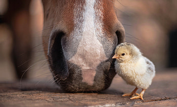 Dude! Tic-tac!, chicken, horse, bird, pasare, cute, chick, funny HD wallpaper