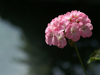 Lush Pink, pink, nature, flower HD wallpaper