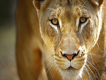 I See You, other, cats, lion, animals HD wallpaper