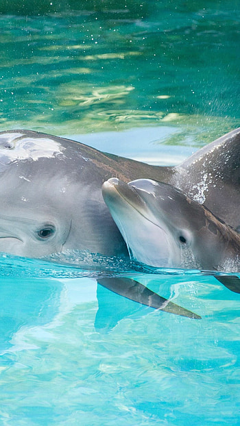 Stunning dolphin portrait, Undersea beauty, Breath-taking ry, Blue ocean backdrop HD phone wallpaper
