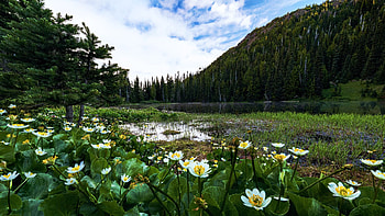Marsh marigolds were blooming everywhere - Olympic NP, wildflowers, washington, clouds, trees, sky, forest, lake, usa HD wallpaper