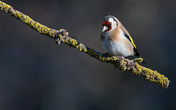 Goldfinch, animal, nature, bird HD wallpaper