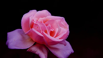 Pink Rose, rose, nature, flowers, beauty HD wallpaper
