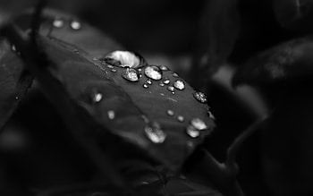 Plants, Water, Leaves, Art HD wallpaper