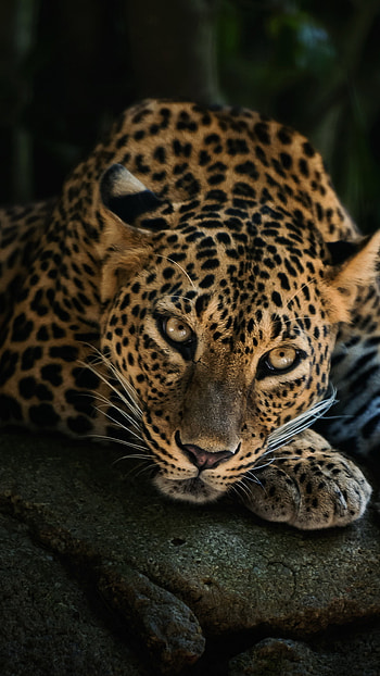 Leopard Sony Xperia HD phone wallpaper