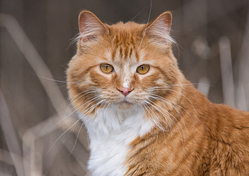 Confident, pet, animal, orange cat, muzzle HD wallpaper