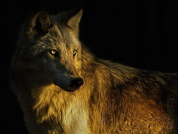 Wolf, wolves, animals HD wallpaper