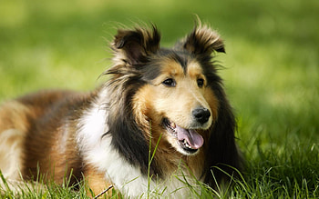 Animals, Dogs HD wallpaper